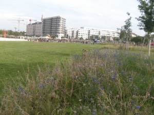 Links die Rasenfläche zum Picknicken und Spielen. Rechts ein Blütenhain aus Kornblumen.